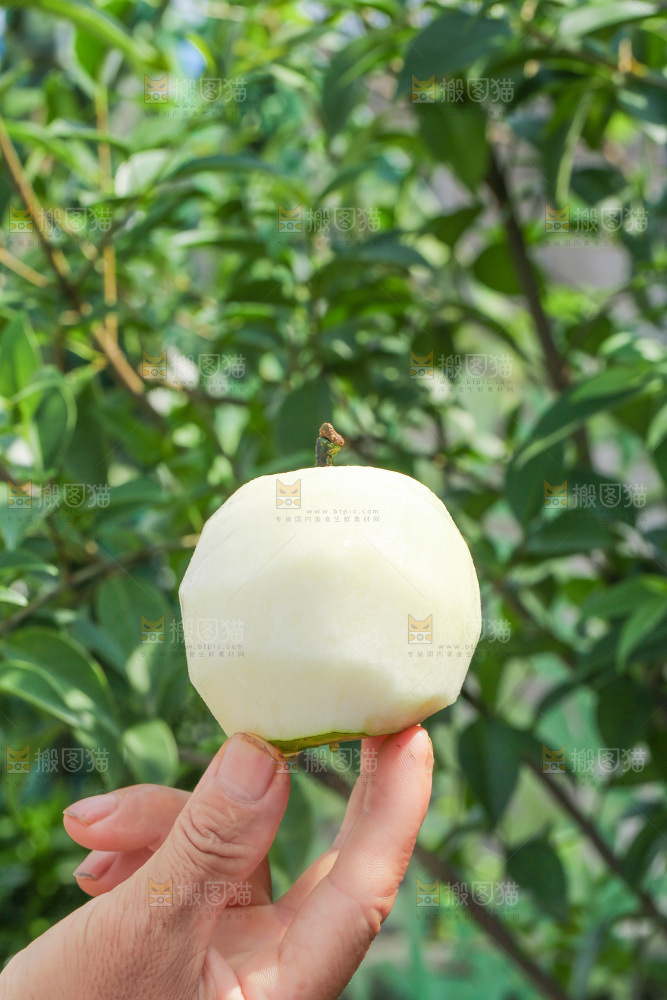 手里拿着削皮的皇冠苹果梨