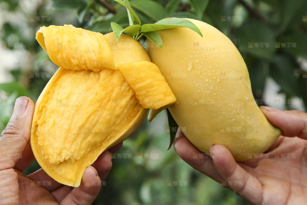 手拿剥皮的鹰嘴芒