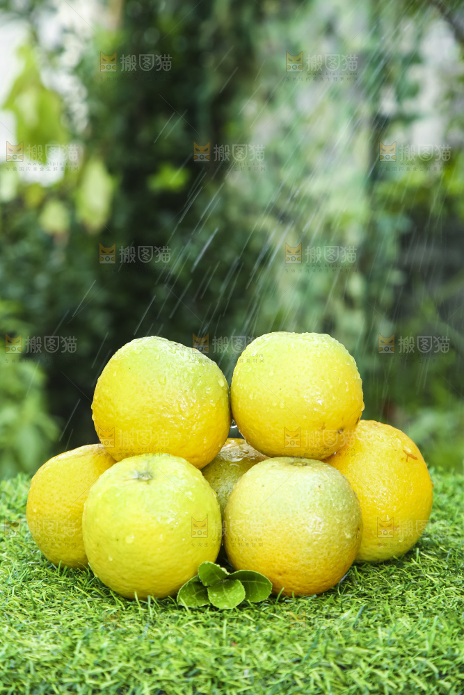 草地上的夏橙