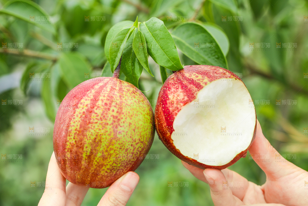 树枝上的彩虹梨