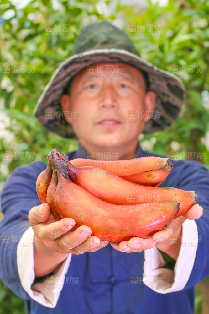 农民手里拿着一把红皮香蕉