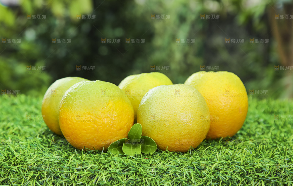 草地上的夏橙