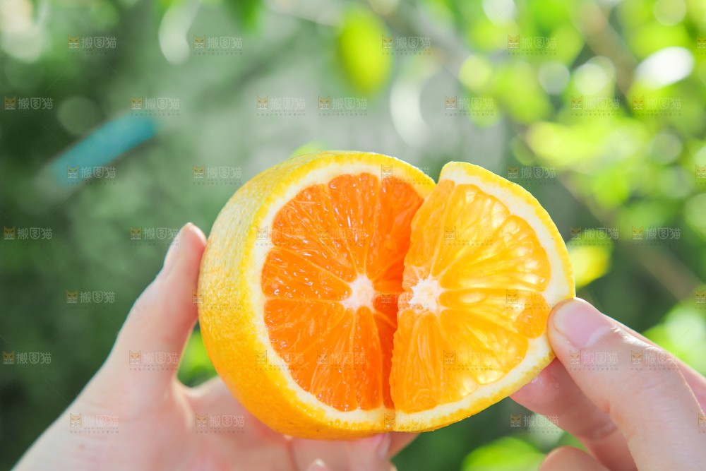 手拿秭归夏橙