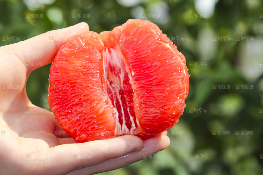 手拿着剥皮的红心葡萄柚果肉