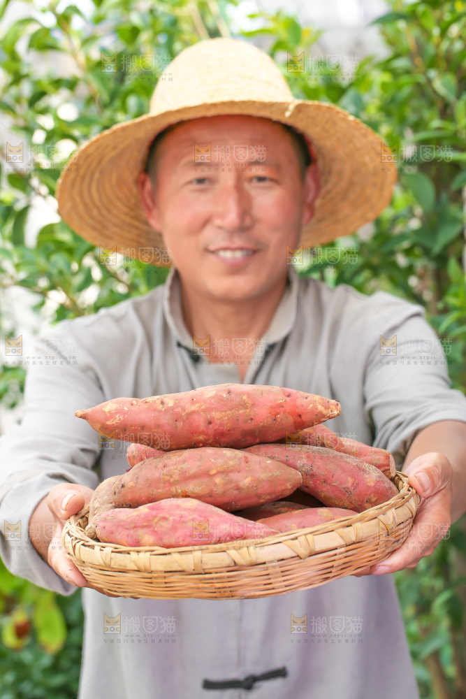 农民手里端着一盘红心红薯