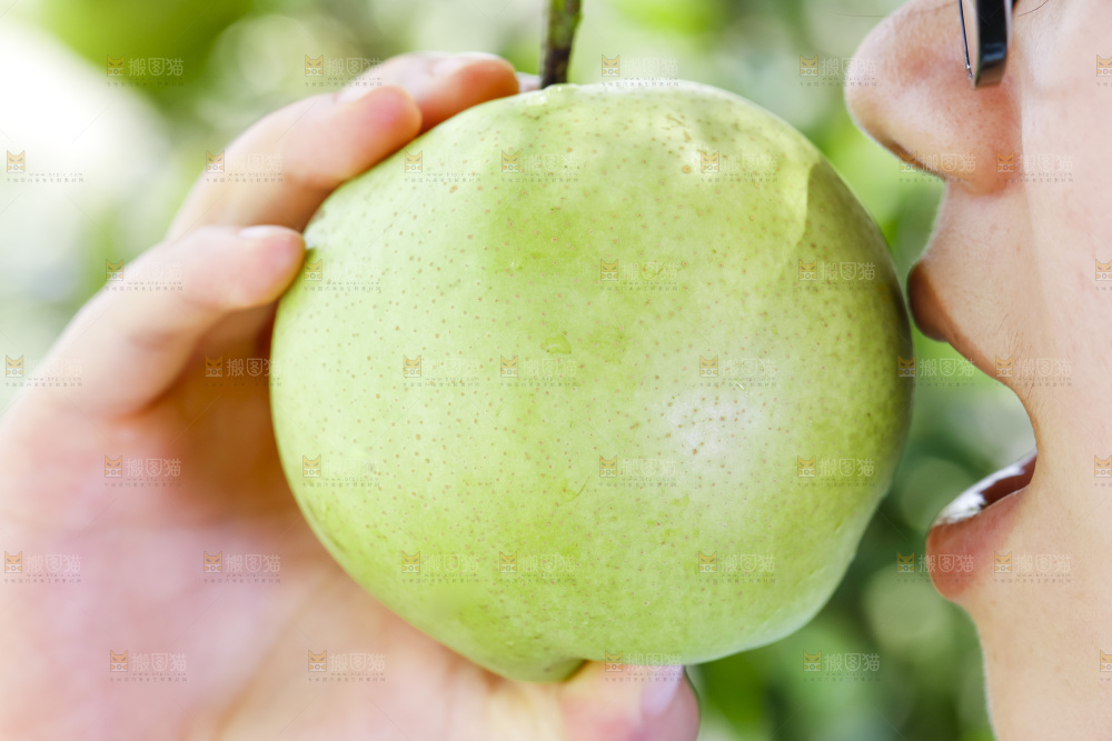 手拿的砀山青皮皇冠梨