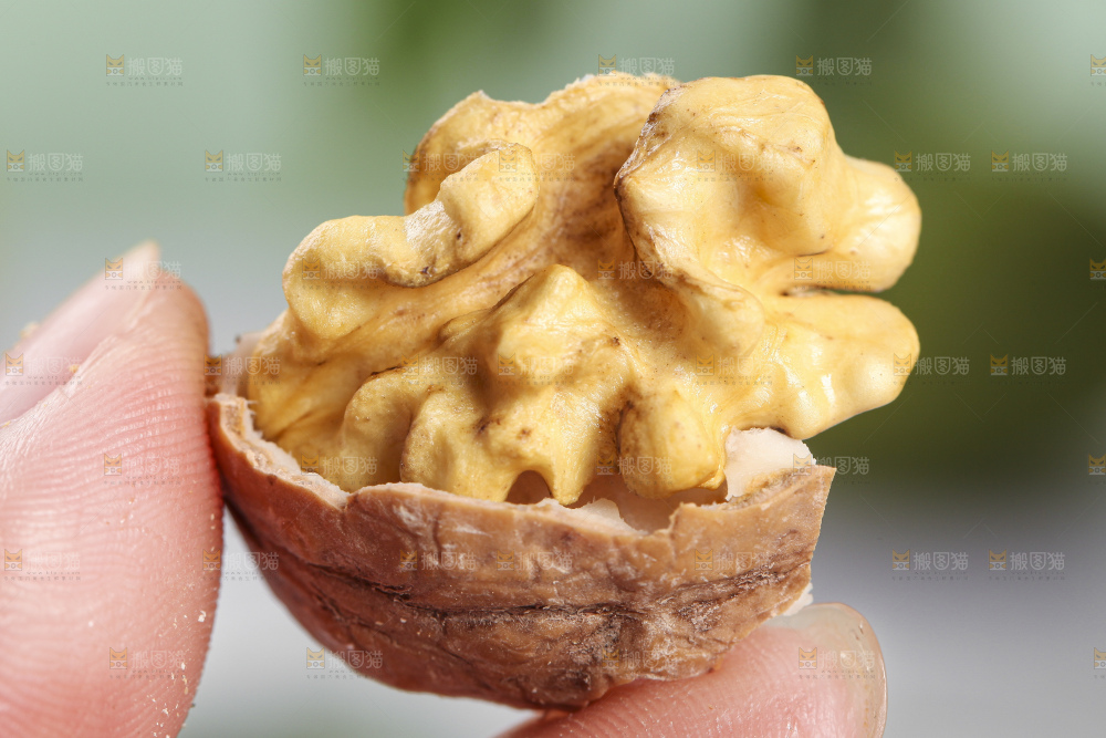 手拿新鲜湿核桃果仁