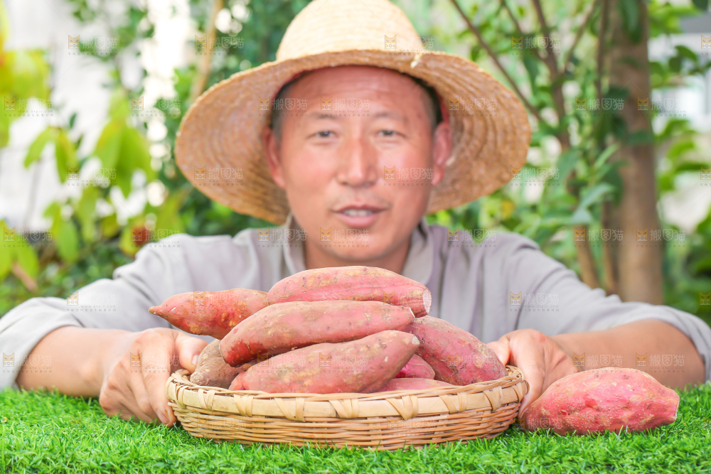 农民手里端着一盘红心红薯