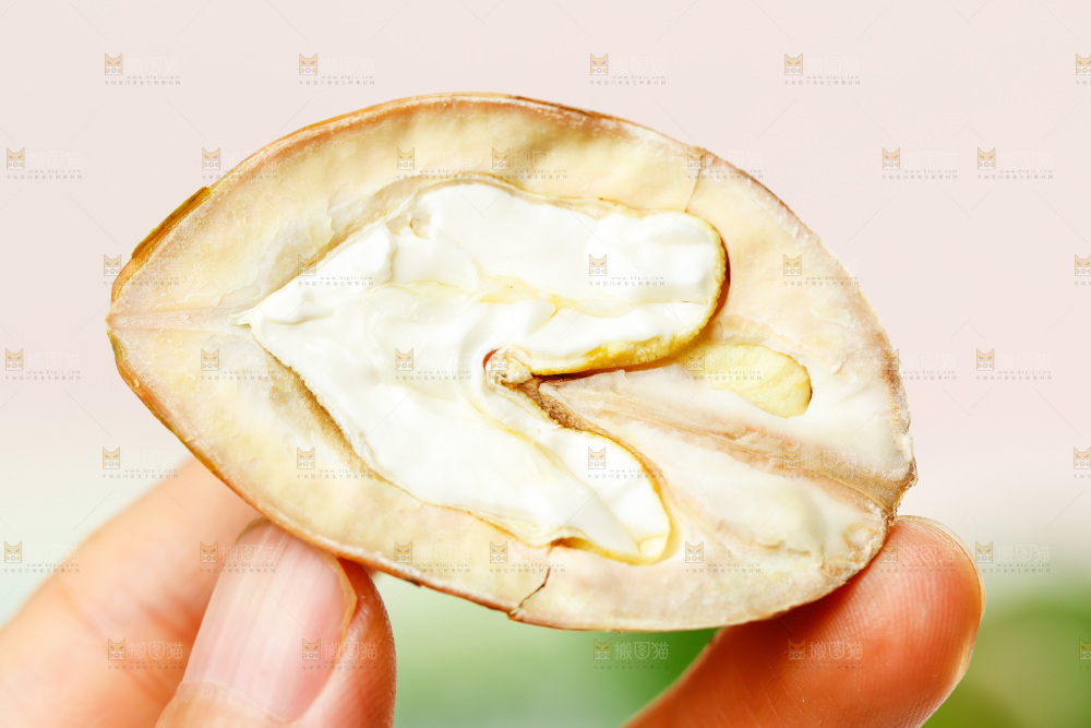 手拿去皮湿核桃