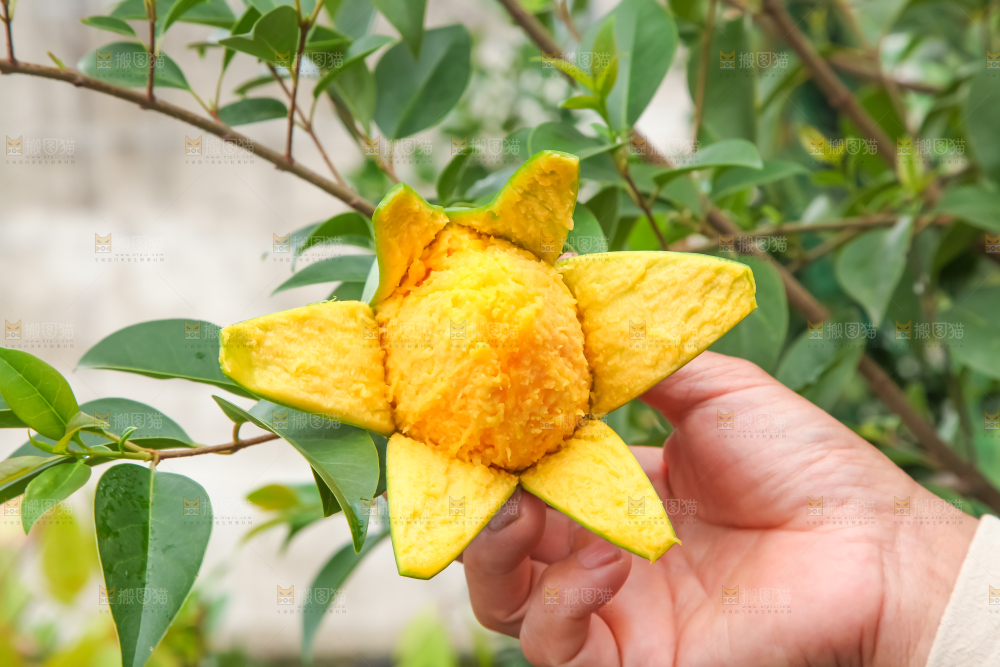 手拿剥皮的四川凯特芒