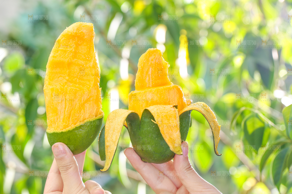 手拿剥皮的桂七芒