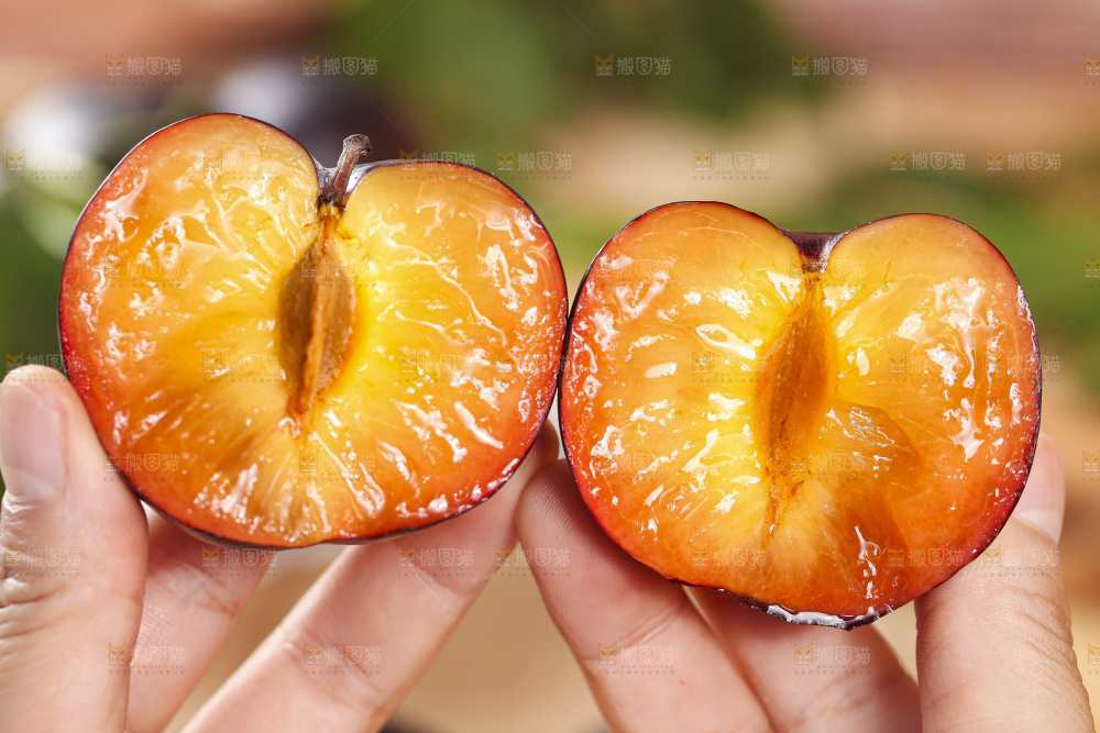手拿掰开的智利黑布林