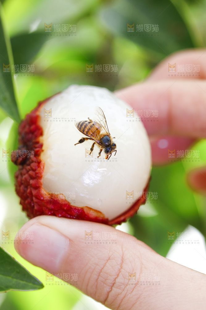 手拿剥皮的荔枝