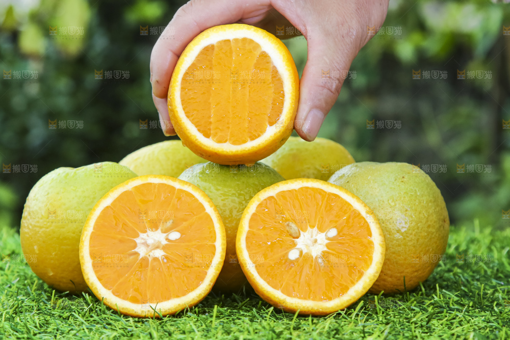 草地上的夏橙