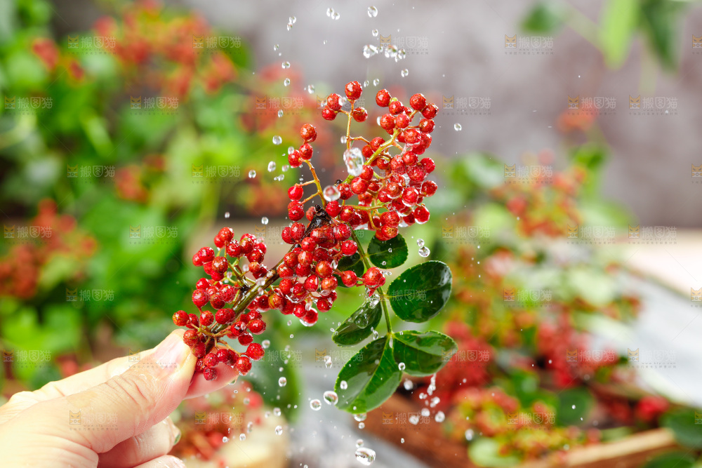 手拿新鲜花椒