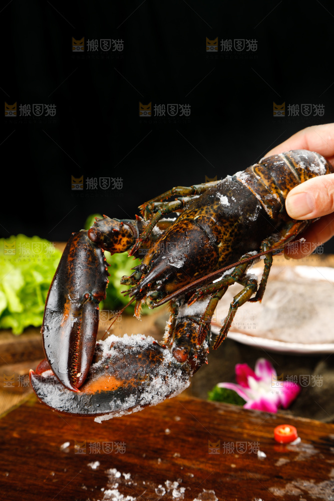 手里拿碰上波士顿龙虾