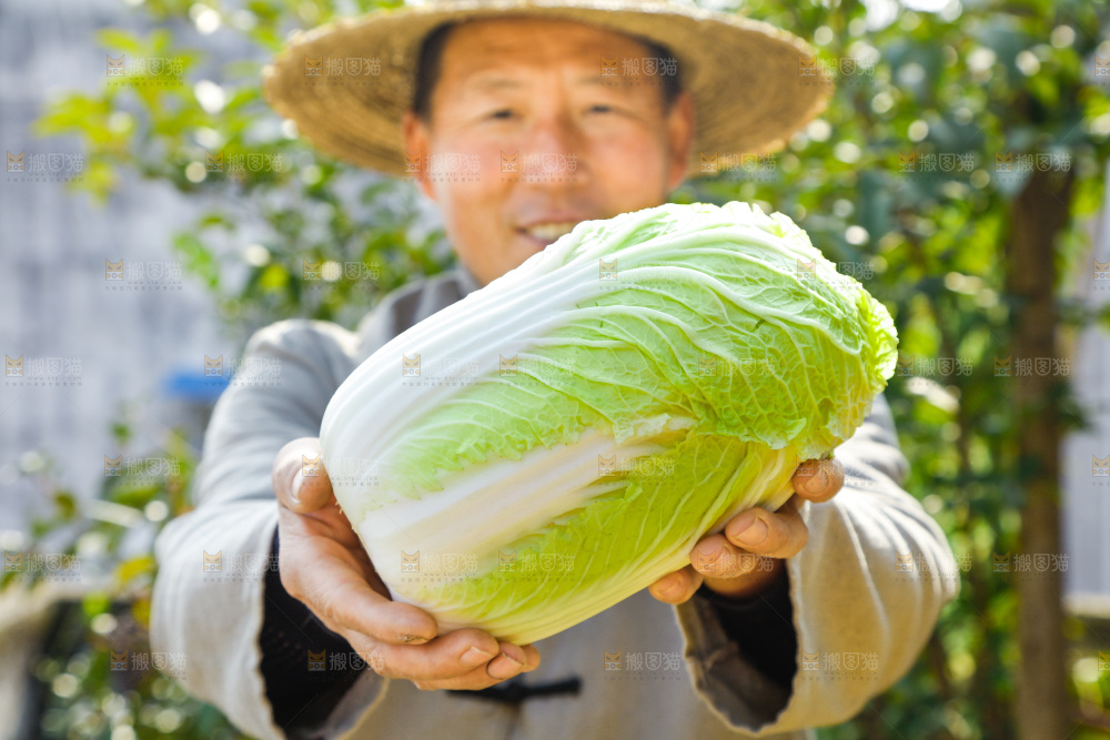 农民手拿大白菜