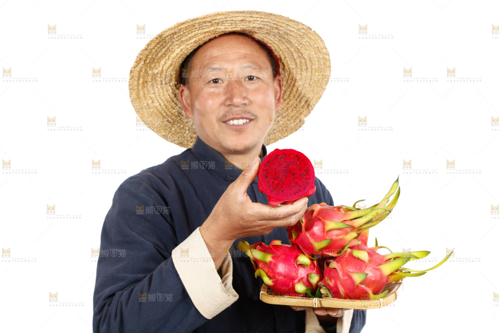 农民手里拿着红心火龙果