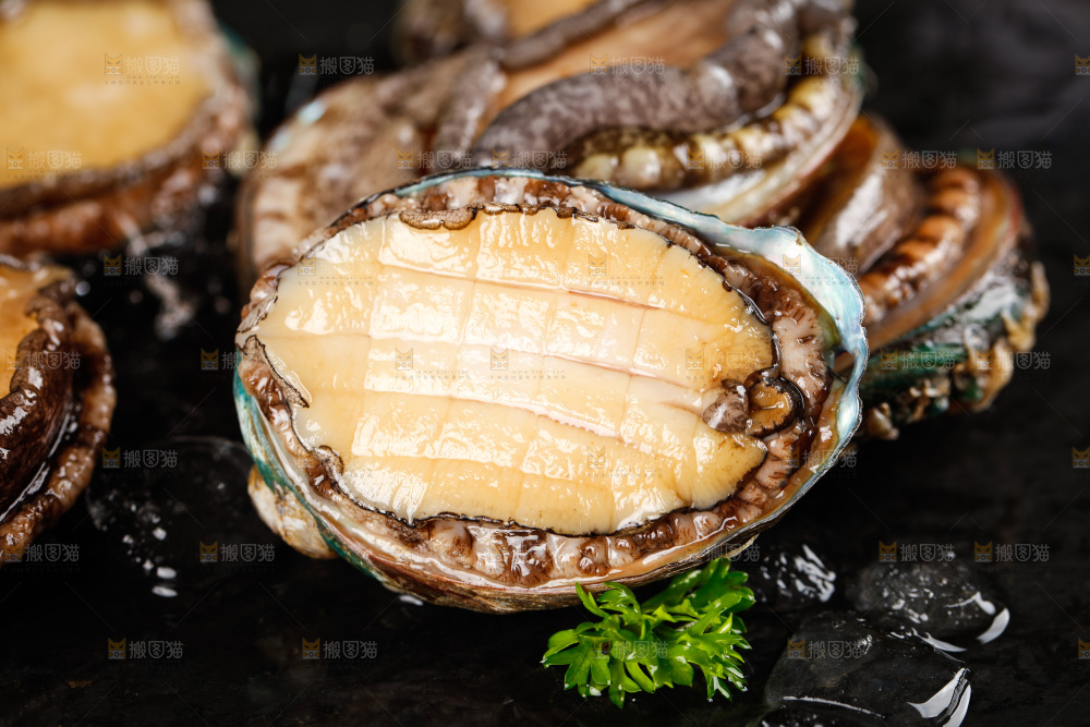 黑石板上的东山岛鲍鱼
