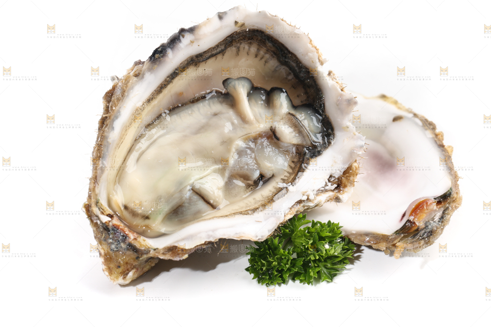 白底上剥开的牡蛎