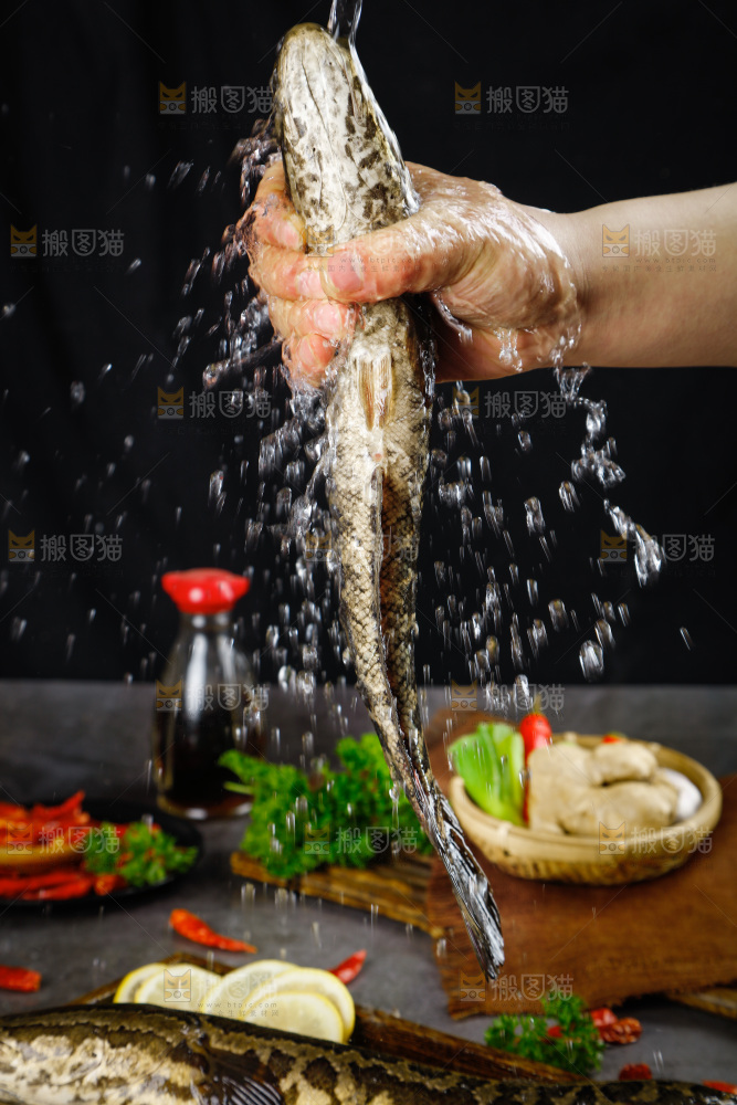 手拿鲜活乌鱼