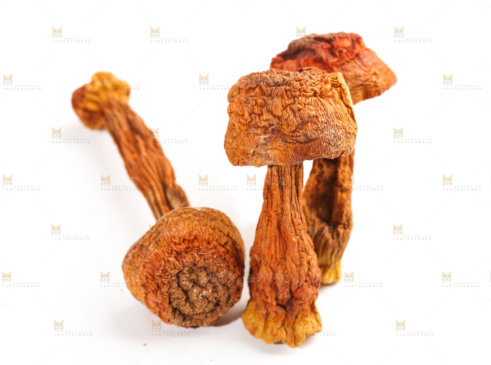 白底上的姬松茸