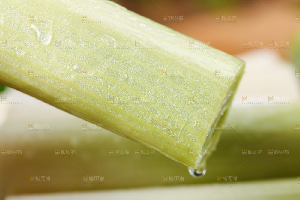 浅底上的铁杆大葱