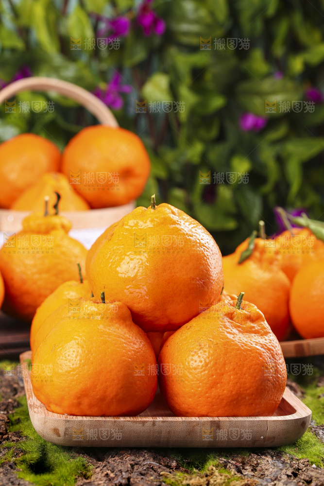 深底上放着四川春见