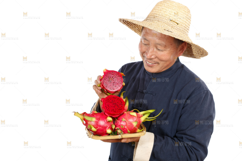 农民手里拿着红心火龙果