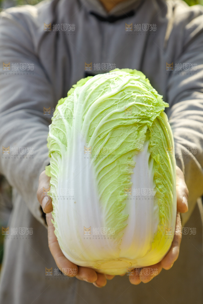 农民手拿黄心大白菜