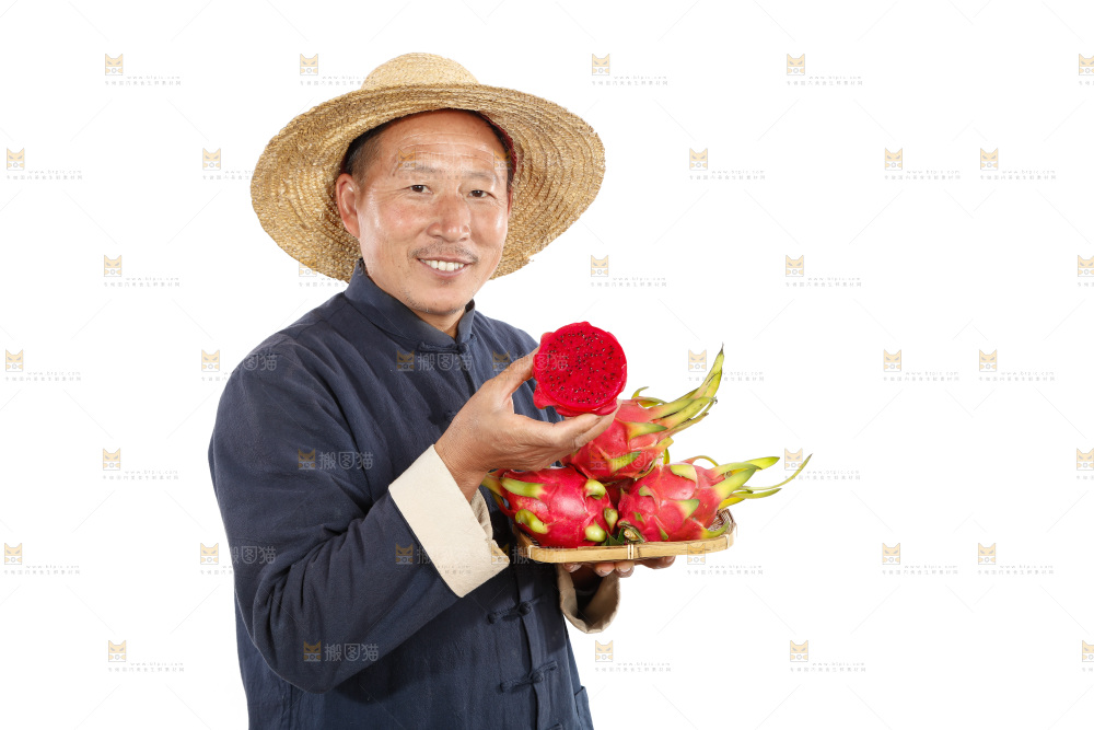 农民手里拿着红心火龙果