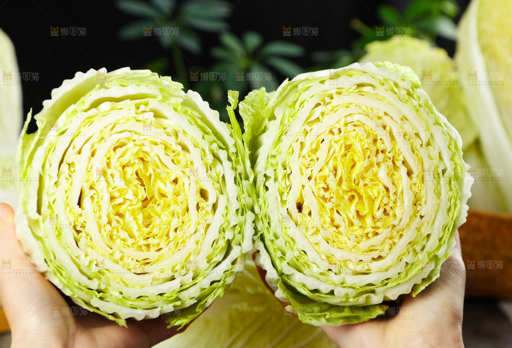 手拿切开的大白菜