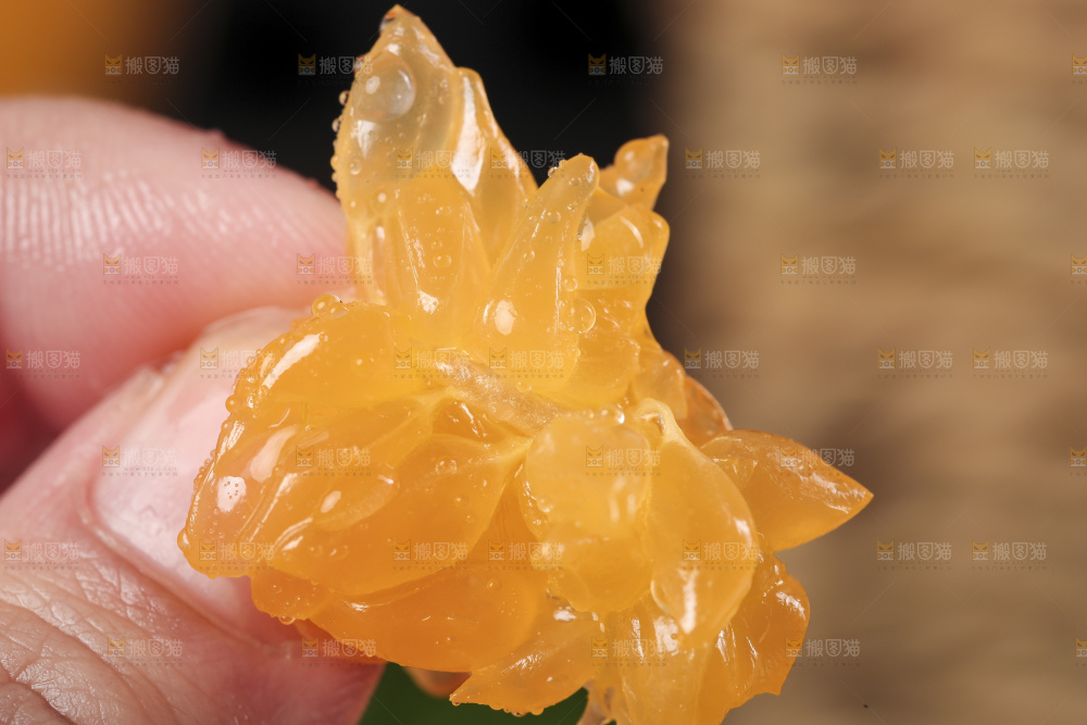 手上拿着春见果肉