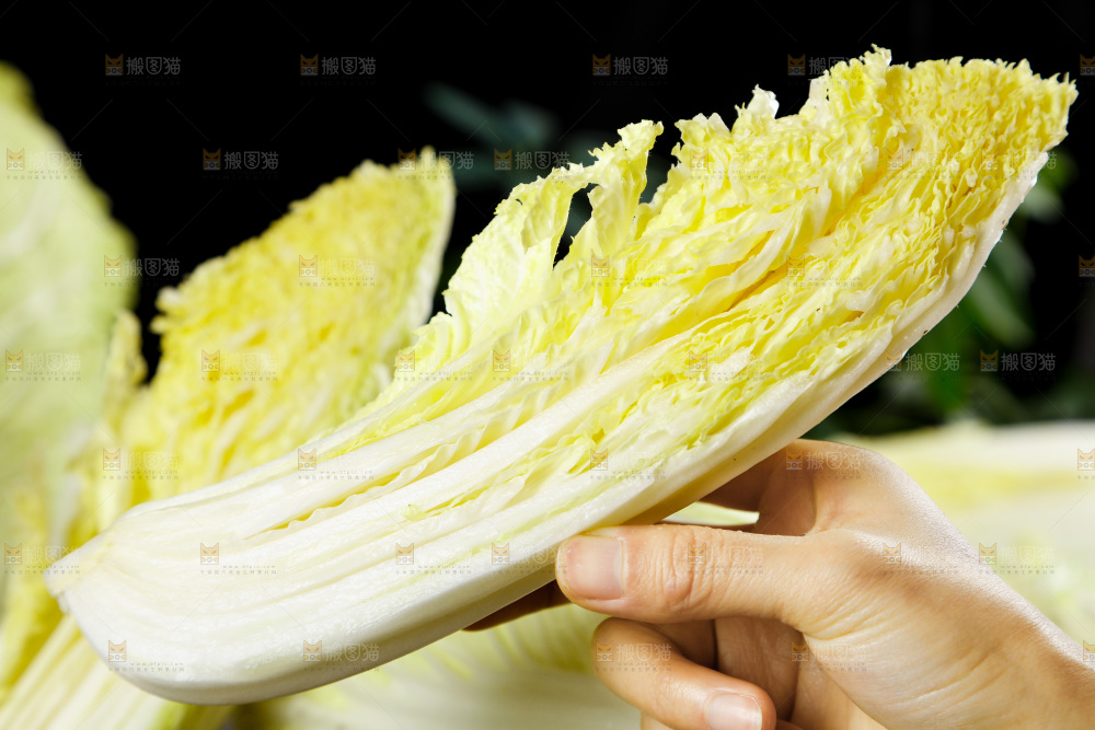 手拿切开的大白菜