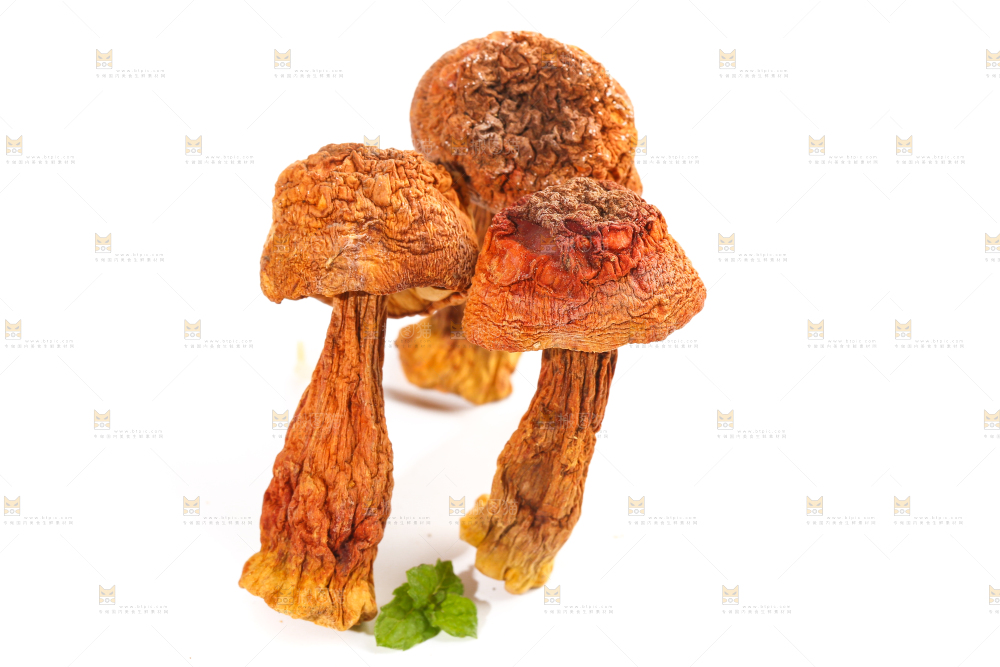 白底上的姬松茸