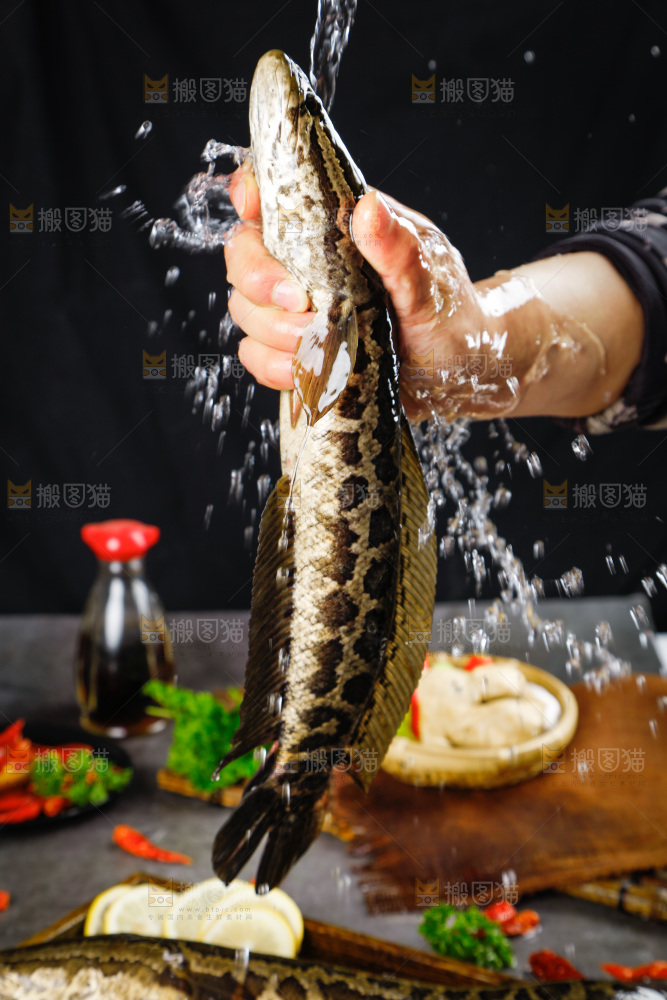 手拿鲜活乌鱼