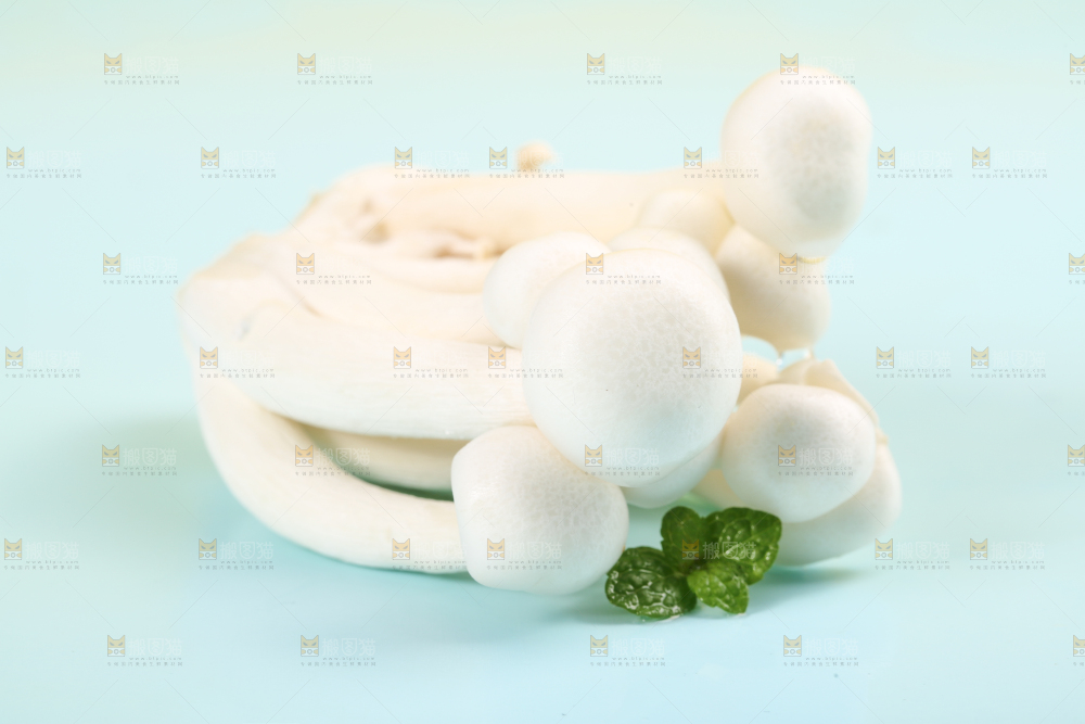 蓝底上的新鲜白玉菇
