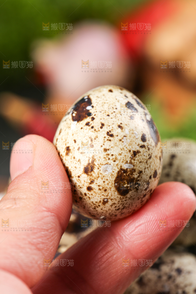 手拿鹌鹑蛋