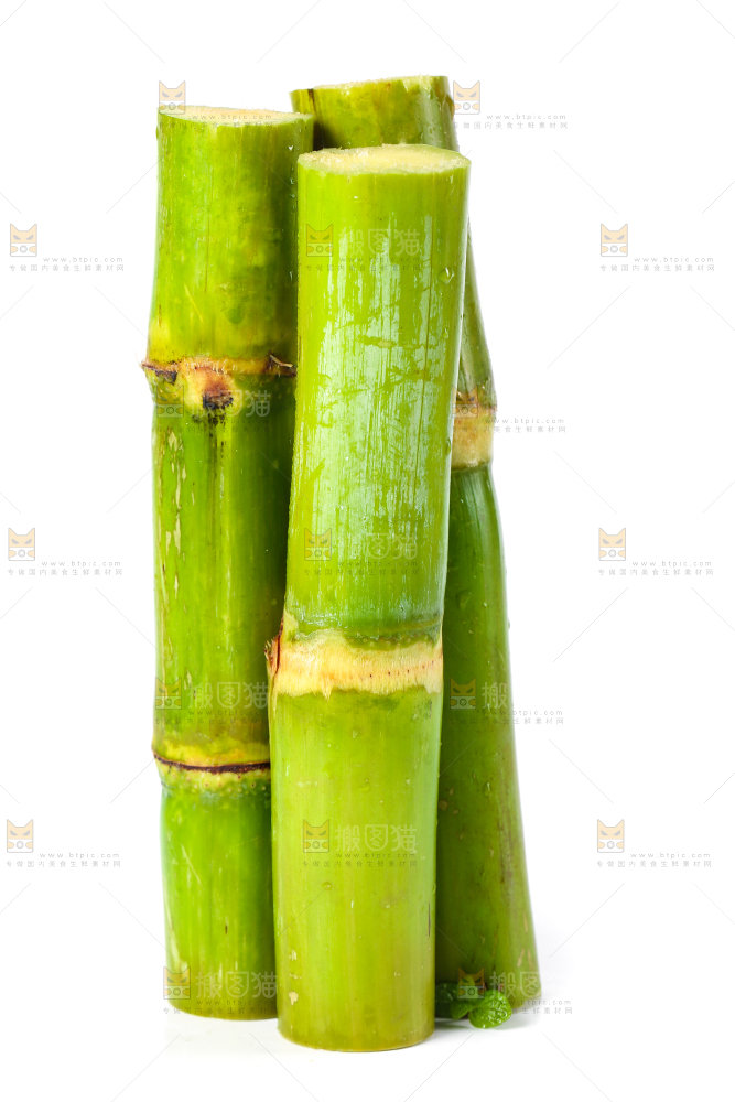 白底上的陶山青皮甘蔗