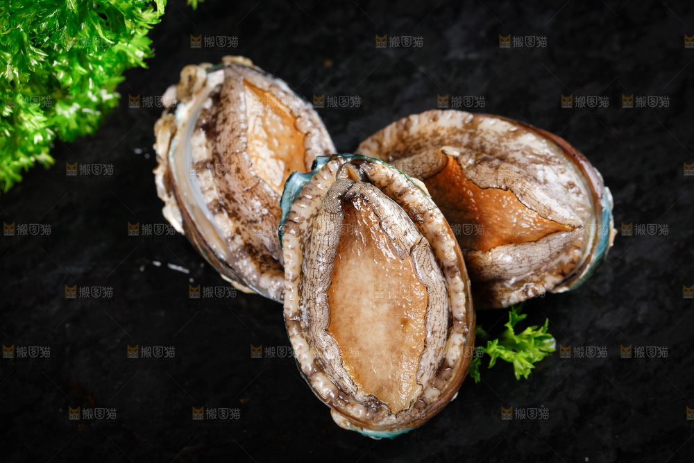 黑石板上的东山岛鲍鱼