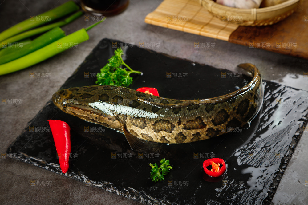 黑石板上的活黑鱼