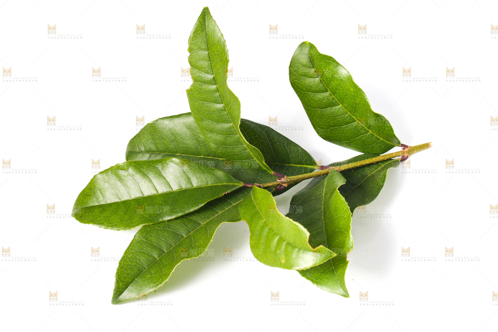 白底上的树叶