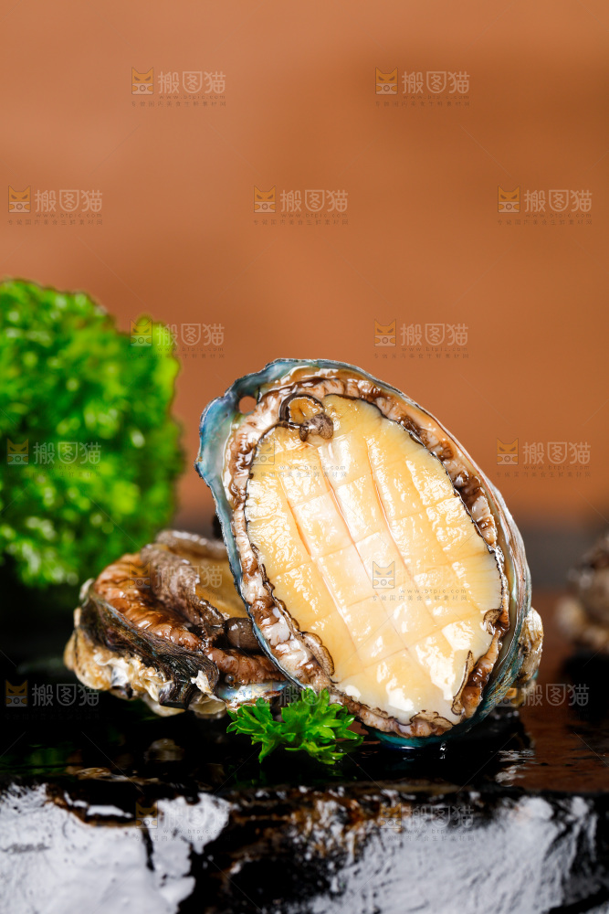 黑石板上的东山岛鲍鱼