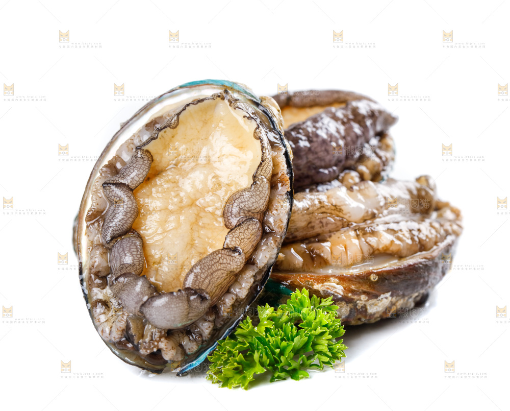 白底上的鲍鱼