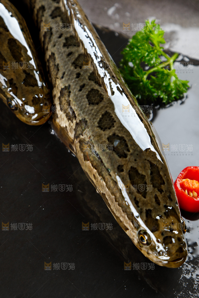 黑石板上的活黑鱼