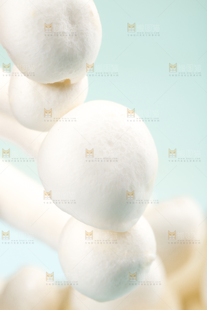 蓝底上的新鲜白玉菇