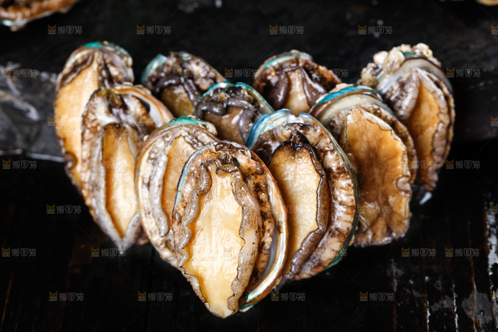 黑石板上的东山岛鲍鱼