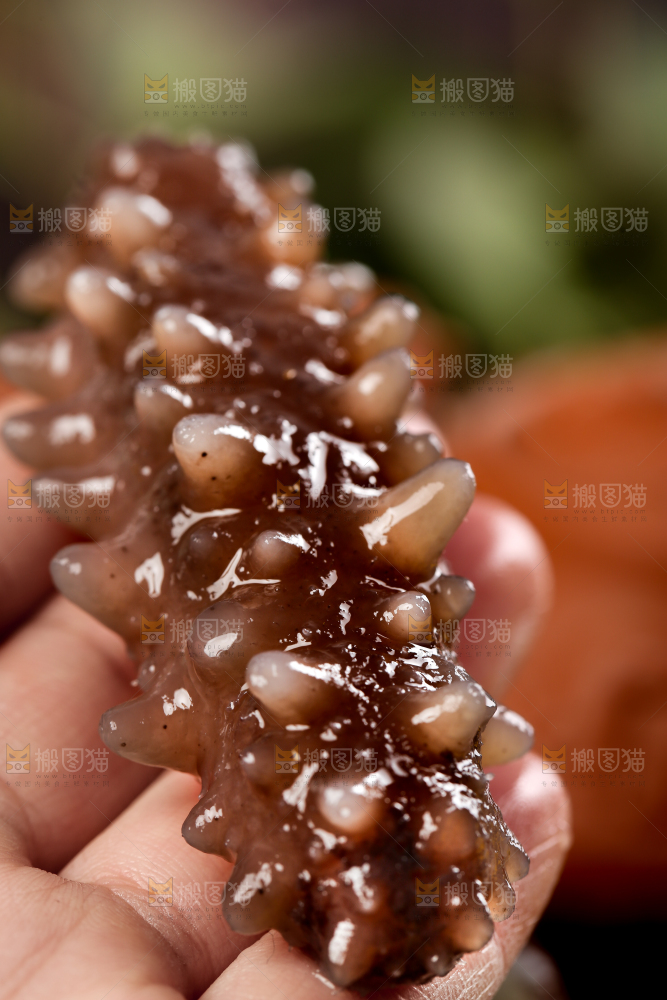 手拿海参