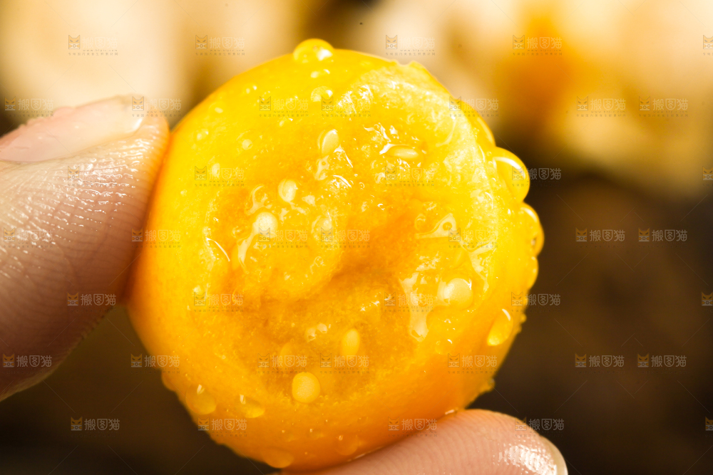 手里拿着菇娘果