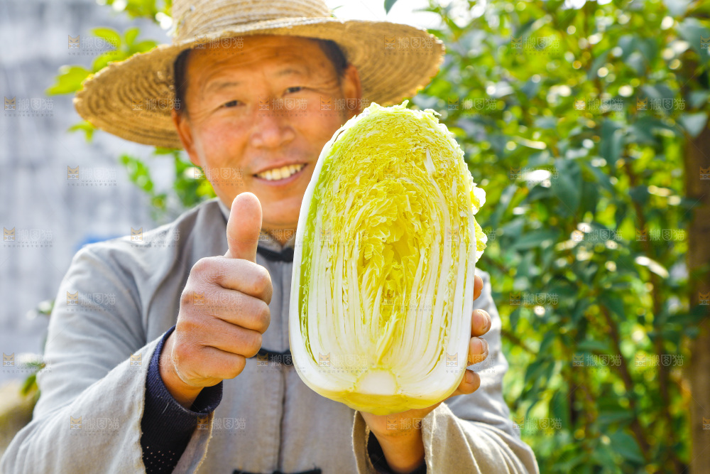 农民手拿大白菜
